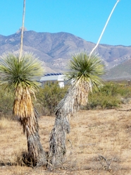6144 Tomahawk Trl, Willcox, AZ, 85643